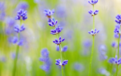 Lavender and its benefits
