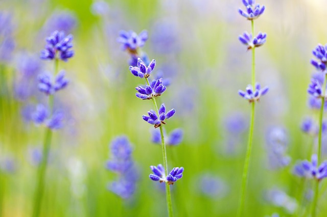 Lavender and its benefits